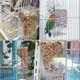 thumbnail image 5 of No Mess Bird Feeders Anti Spill Bird Feeder for Cage Bird Water Dispenser Included Parrot Automatic, 5 of 5