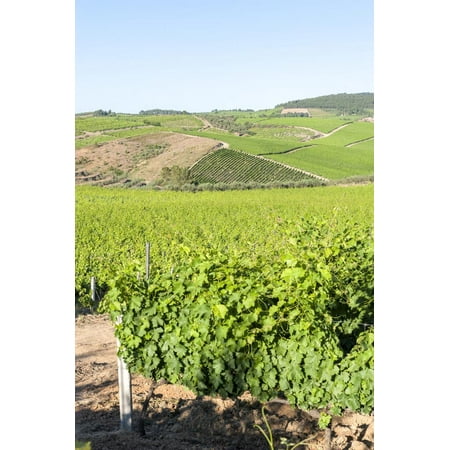 Europe, Portugal, Favaios, Vineyards Print Wall Art By Lisa S. (Best Vineyards In Portugal)