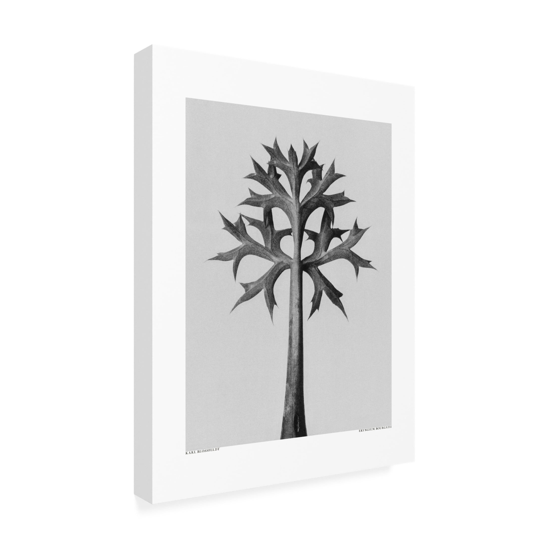 Trademark Fine Art Pictufy  Eryngium Bourgatii Canvas Wall Art