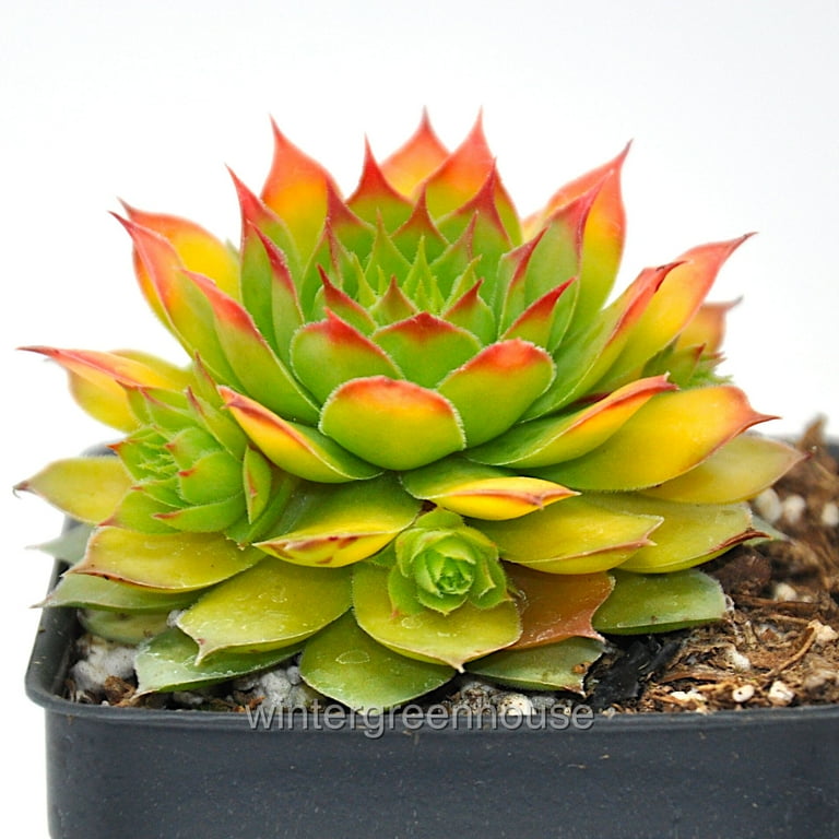 sympathy succulents Get Well Gifts | Succulent Gifting main image 1