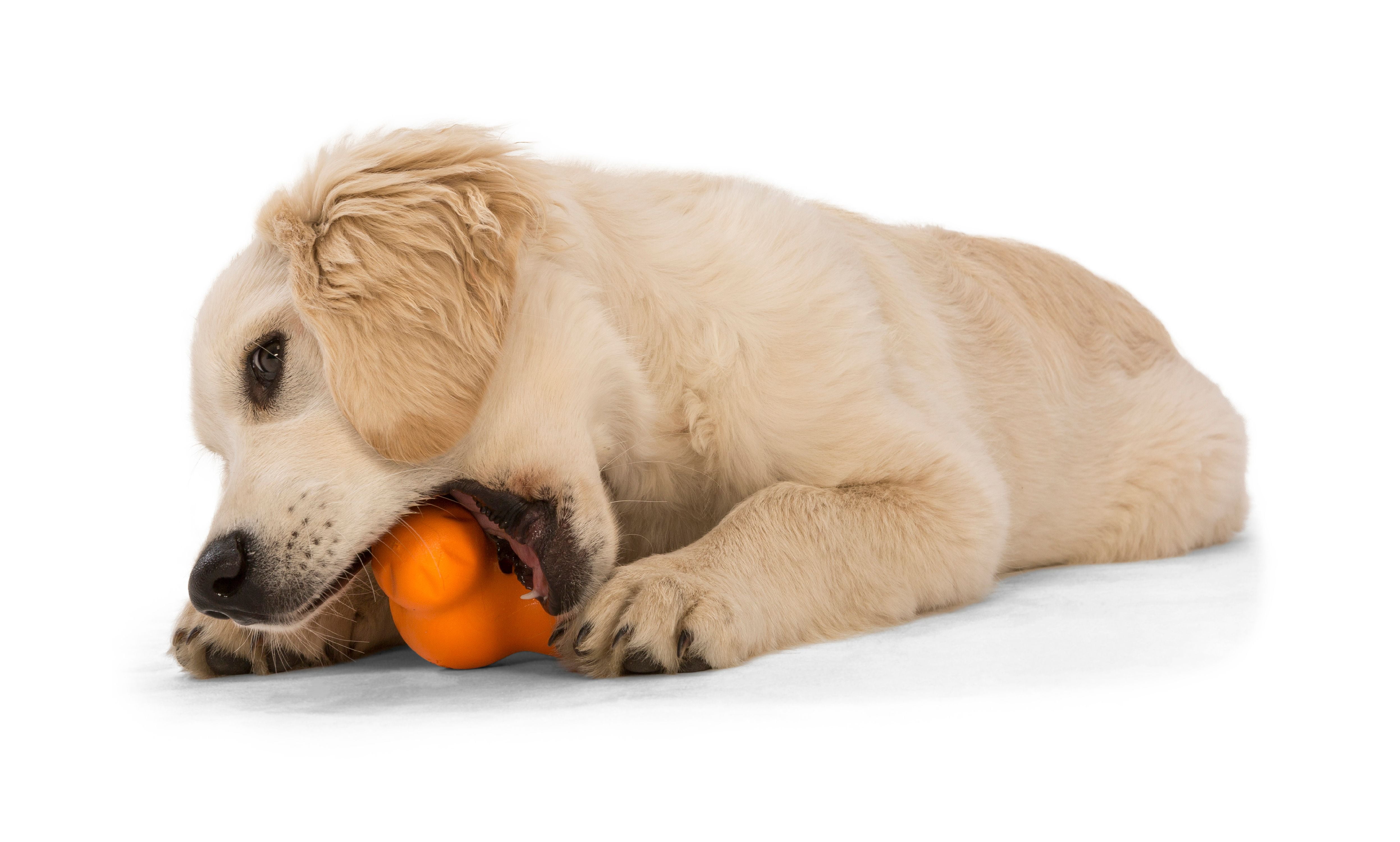 West Paw Zogoflex Tux Large 5" Dog Toy Tangerine