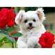 thumbnail image 1 of Wdftyju pintura de diamantes Wdftyju 6cc5gs6lp5dh9wm5, 1 of 9