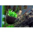 thumbnail image 3 of Maceta para decoración de acuario JAMW con 2 ventosas para plantas acuáticas 2 unidades, 3 of 5