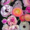 thumbnail image 2 of GSDWIUEW 20 Mixed Ranunculus Bulbs for Planting, Pastel Mixed Ranunculus Bulbs, Buttercup Color Mix Value Bag, Ranunculus Asiaticus Bulbs Mixed Colors, Bloom Year After Year, 2 of 4