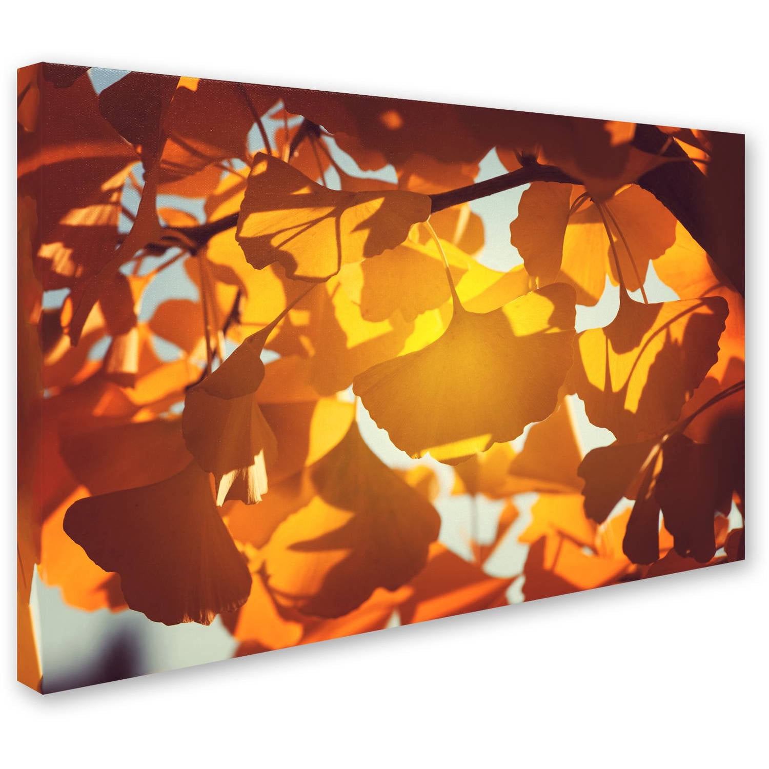 Trademark Fine Art "Ginkgo Leaves" Canvas Art by Philippe Sainte-Laudy