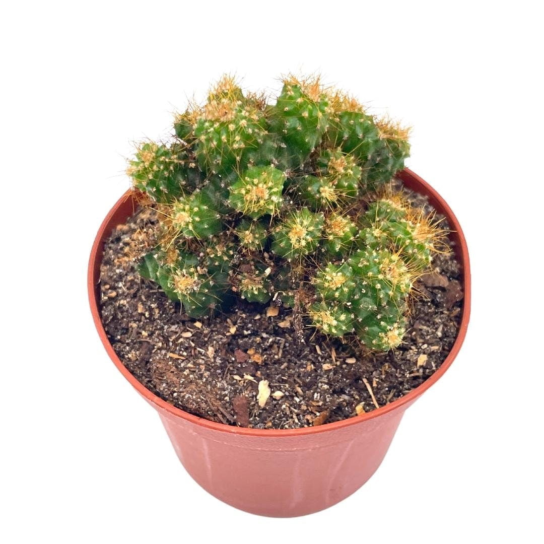 Peruvian Apple Cactus, 3 inch pot, NightBlooming Cereus Cactus, Apple