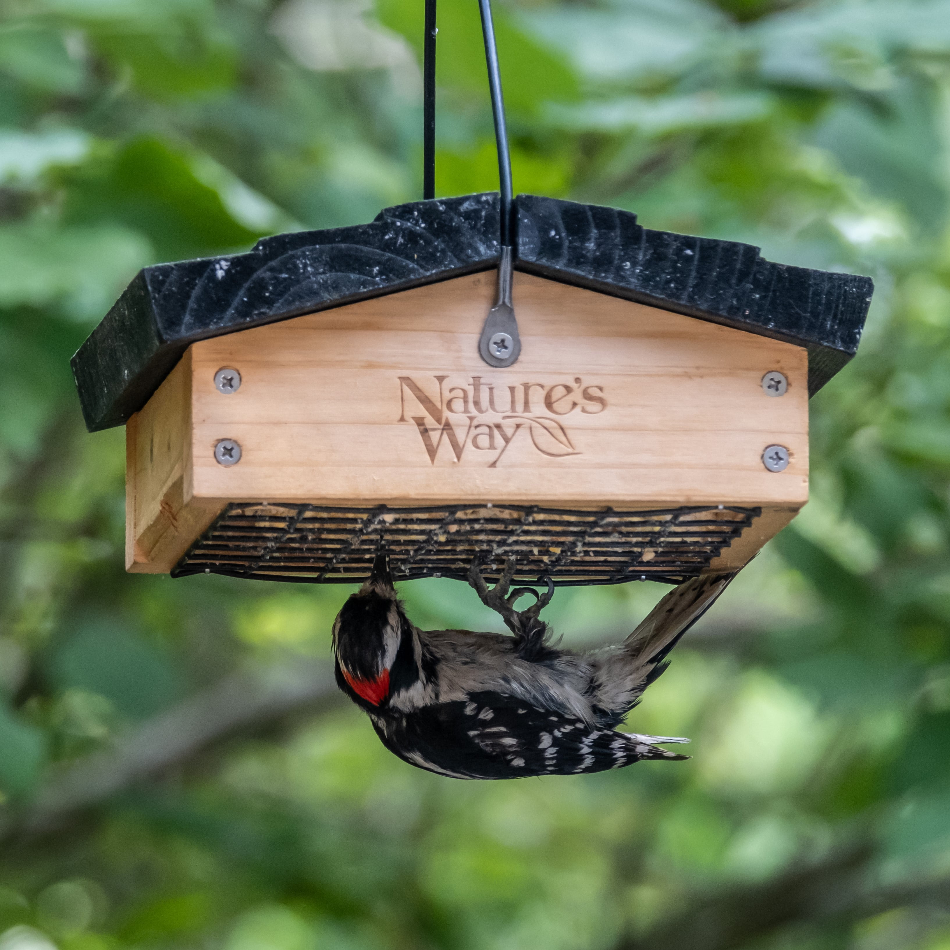 'Nature's Way Cedar Suet Upside-Down Bird Feeder 1 Cake, Brown