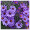 thumbnail image 3 of Everwilde Farms - 1000 New England Aster Native Wildflower Seeds - Gold Vault Seed Packet, 3 of 5