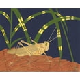 thumbnail image 2 of Tenser, Nina 14x12 White Modern Wood Framed Museum Art Print Titled - Ornamental Grasshopper I, 2 of 4