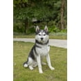 thumbnail image 2 of Husky siberiano grande blanco y negro de Sculpture Hi-Line Gift Ltd., 2 of 8