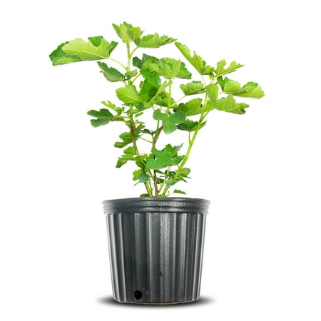 3 Gal. LSU Purple Fig - Deliciously Sweet Figs - Heat Tolerant