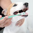 thumbnail image 5 of 2 Pack Dog Toothbrush, 360 Degree Soft Silicone Dog Toothbrush with 2 Storage Boxes, Cat Puppy Toothbrush, 5 of 5