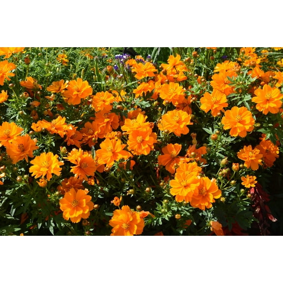 150 ORANGE SULPHUR COSMOS Klondike Sulphureus Seeds