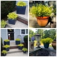 thumbnail image 3 of Artificial Greenery, Plastic Plants Fake Bell Grass Flowers Lifelike Patio Yard Corridor Indoor Outdoor Home Garden Balcony Party Pot Planter Filler Table Arrangement Decoration Purple 4 pcs, 3 of 5