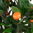 thumbnail image 4 of Northlight 34" Artificial Orange Citrus Tree in Black Pot, 4 of 5