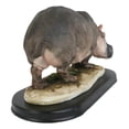 thumbnail image 6 of African River Common Hippopotamus Statue On Black Gallery Base 11"L Hippo Decor, 6 of 8