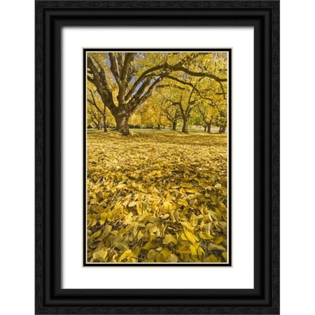 Paulson Don 17x24 Black Ornate Wood Framed with Double Matting Museum Art Print Titled - Oregon Joseph H Stewart Walnut trees in autumn