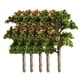 thumbnail image 2 of 10 Piezas árboles Frutales Tren Ferrocarril Paisaje Planta Bonsai DIY Accesorios árbol, 2 of 9