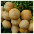 thumbnail image 4 of Everwilde Farms - 100 Golden Globe Turnip Seeds - Gold Vault Jumbo Bulk Seed Packet, 4 of 5