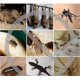 thumbnail image 2 of Repelente de mosquitos ultrasónico portátil, repelente electrónico de plagas con clip de transporte, control de plagas para interiores y exteriores para mosquitos, moscas, pulgas (1 paquete), 2 of 5