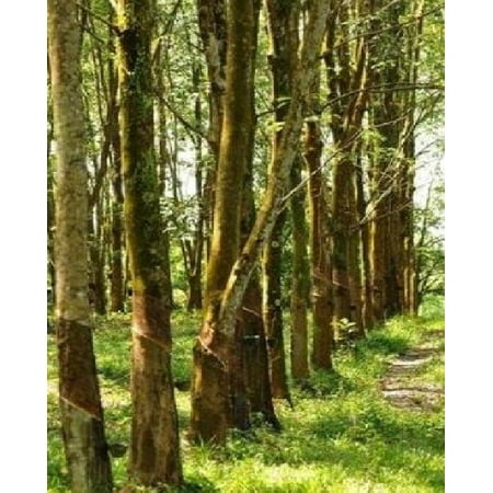 Tap Platform - Tapped Rubber Trees at Plantation Journal: 150 Page Lined Notebook/Diary