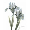 thumbnail image 3 of Koetsier, Albert 12x14 Black Modern Framed Museum Art Print Titled - Japanese Iris, 3 of 5