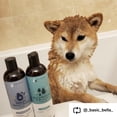 thumbnail image 2 of kin+kind Itchy Dog Natural Dog Shampoo - Gentle Clean for Itchy Skin - Avocado Oil - Tea Tree & Grapefruit Fragrance - 12 fl oz, 2 of 8