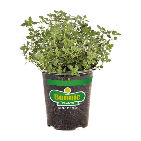 Bonnie Plants Green Lemon Thyme Live Plant in Pot