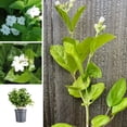 thumbnail image 5 of Live Jasmine Plants 4-8 Inches Tall, Fragrant Jasmine Live Plant for Outdoor House Gardening, 5 of 5