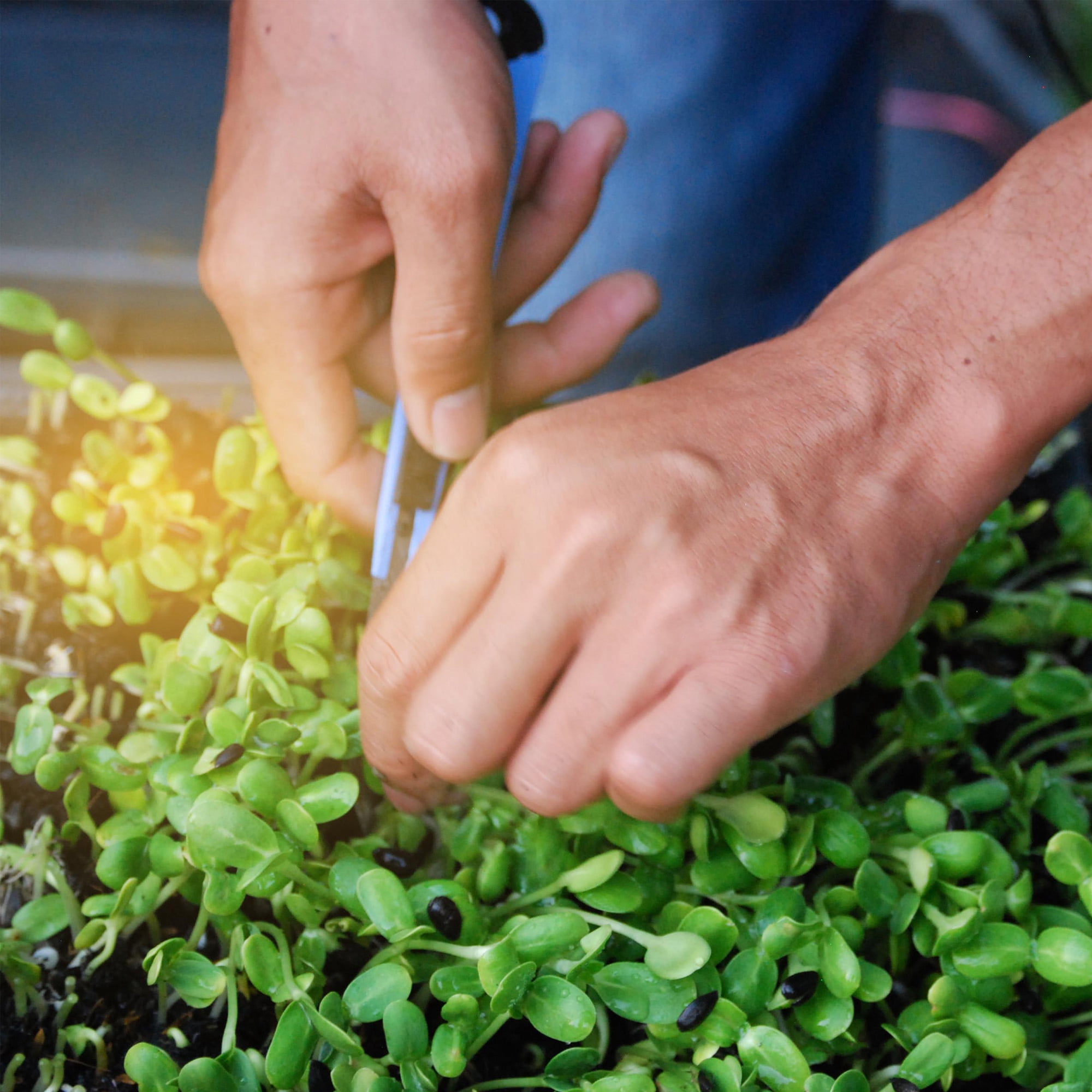 Ferry-Morse Microgreen All-in-One Reusable Kit, 13.25 x 10  x 2.8 in