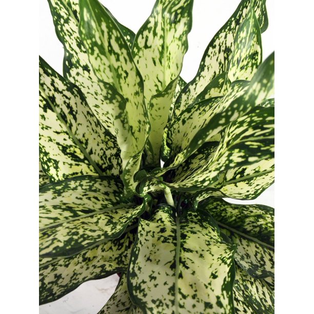 Snow White Chinese Evergreen Plant Aglaonema Low Light 2.5" Pot