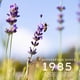 thumbnail image 2 of Crema De Manos Jurlique Lavanda 125ml, 2 of 2