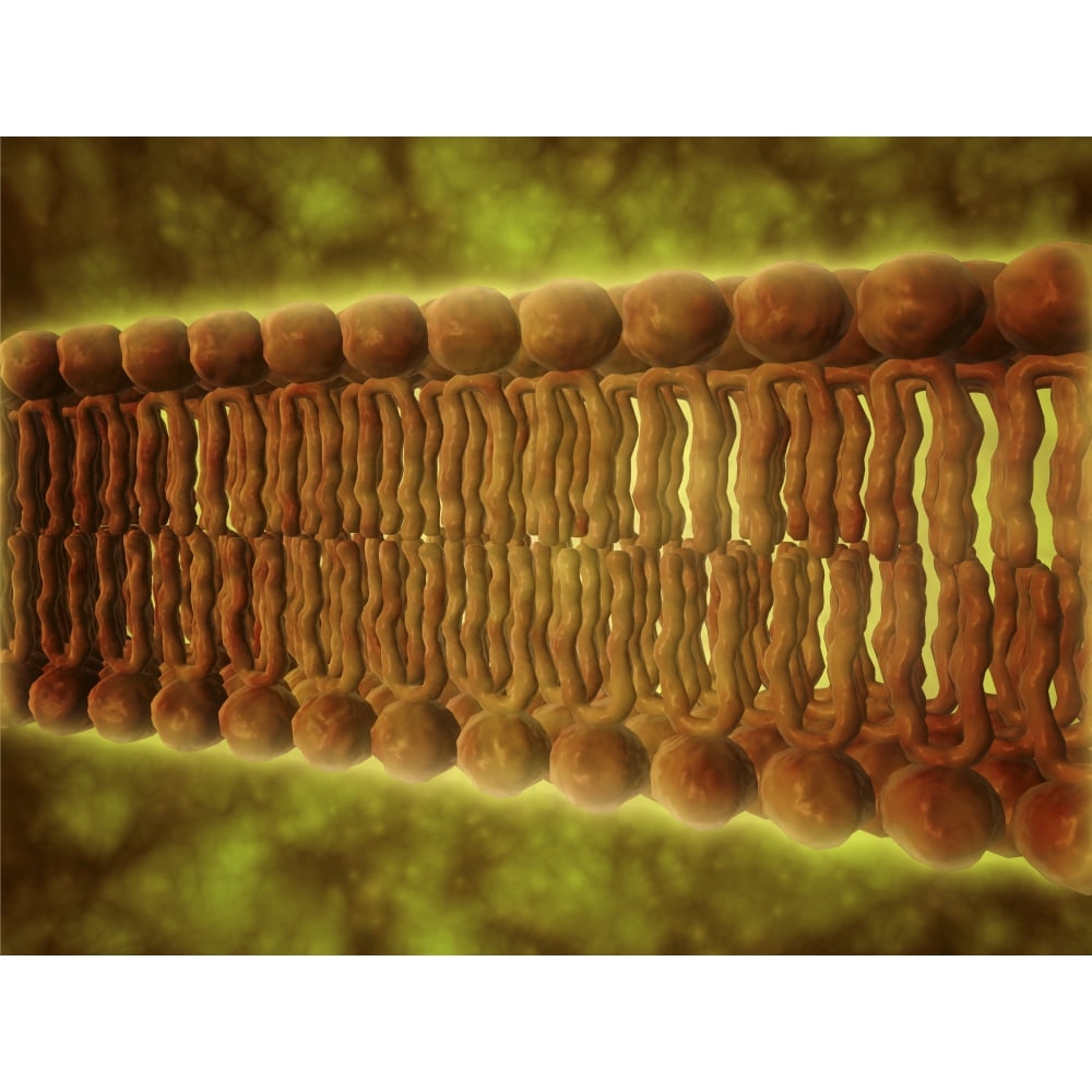 Microscopic View Of Phospholipids Phospholipids Are A Major Component