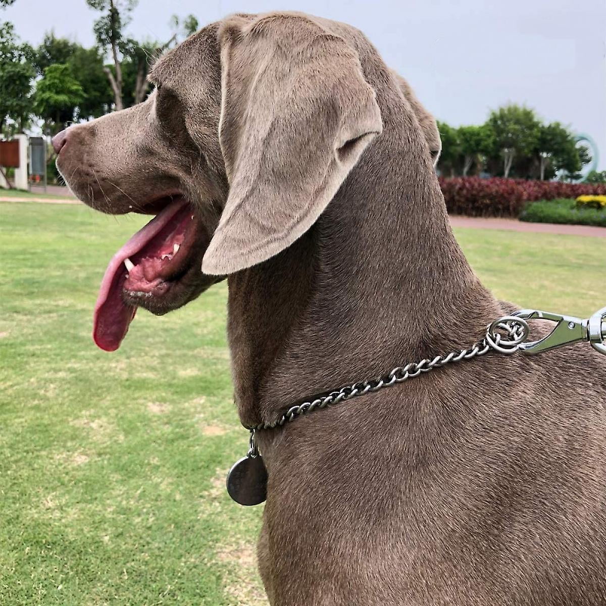 Dog choke collar walmart hotsell