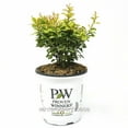 thumbnail image 4 of Sunjoy® Mini Saffron Barberry,  Proven Winners, Berberis thunbergii ‘Kasia’ - Pot Size: 4.5in - Trees, 4 of 4