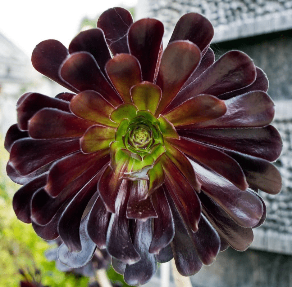 Black Rose Aeonium Succulents Plant Live, Aeonium Plant, House Plant Live Indoor Outdoor, 2 Inc Potted