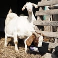 thumbnail image 6 of Large Feed Trough, Hanging or Screw-in Fence Feeder with Clips, 2 Pack 9 Quart Goat Feeder Supplies, Dog Horse Hog Pig Livestock Poultry Plastic Feeder Trough Bucket for Large Animal, Black, 6 of 7