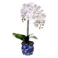 thumbnail image 3 of Regency International Potted Phalaenopsis in Ming Pot 22", 3 of 3