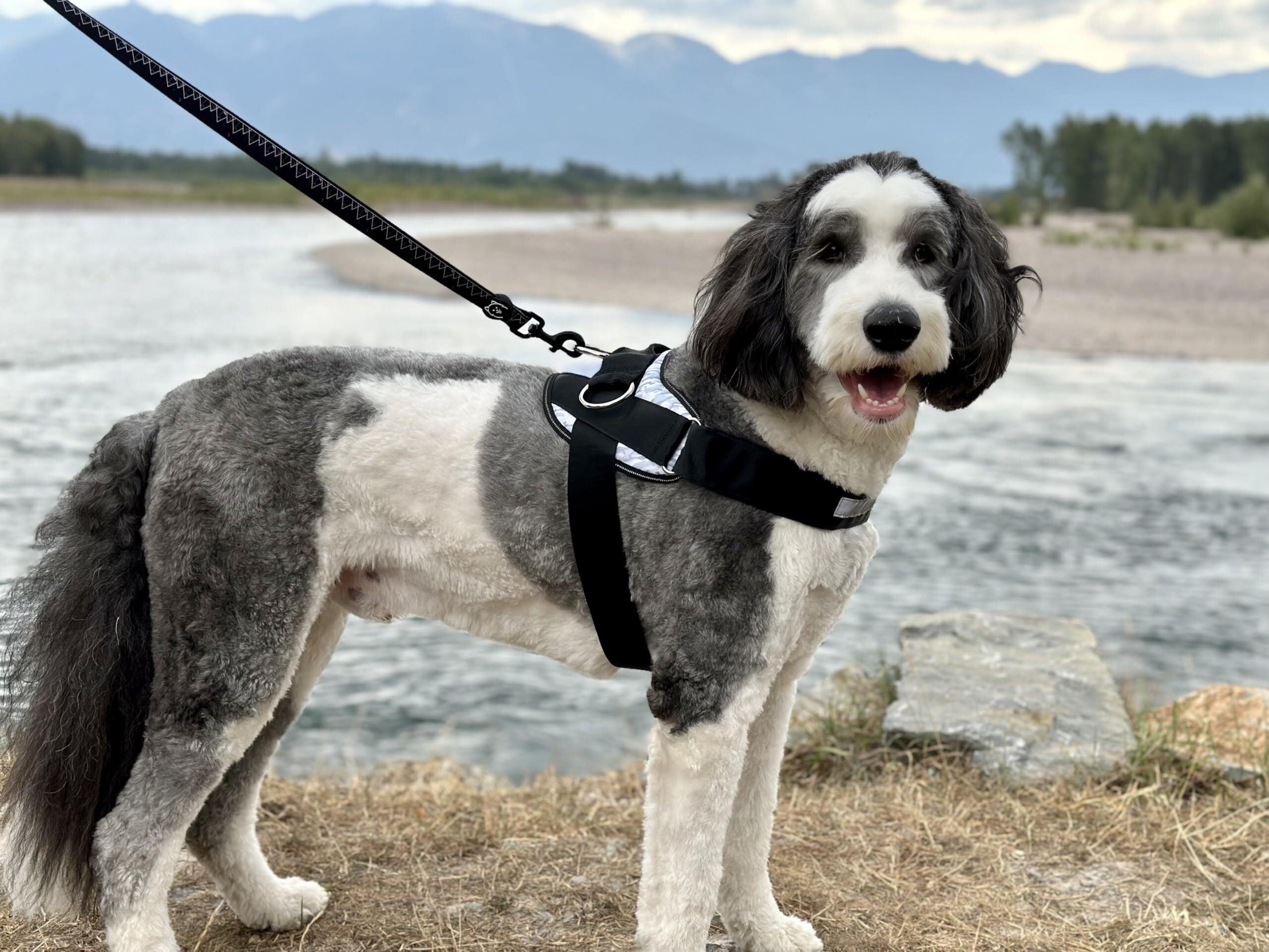 Essential Dog Harness, No-Pull Pet Vest with 3 Leash Clips, No Choke, Reflective, Adjustable and Padded, for Easy Walking and Training for Small, Medium and Large Dogs (Oceanic Blue, Medium)