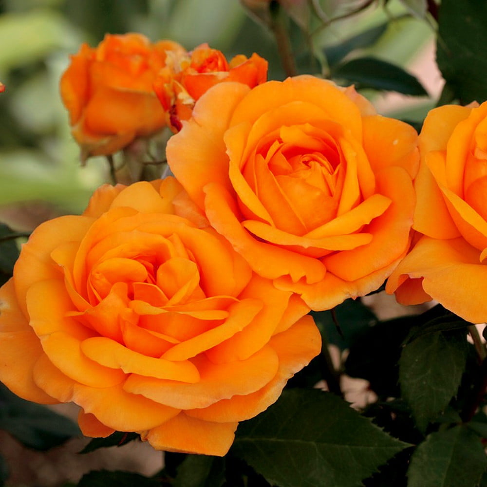 Good as Gold Grandiflora Rose Bush Bareroot