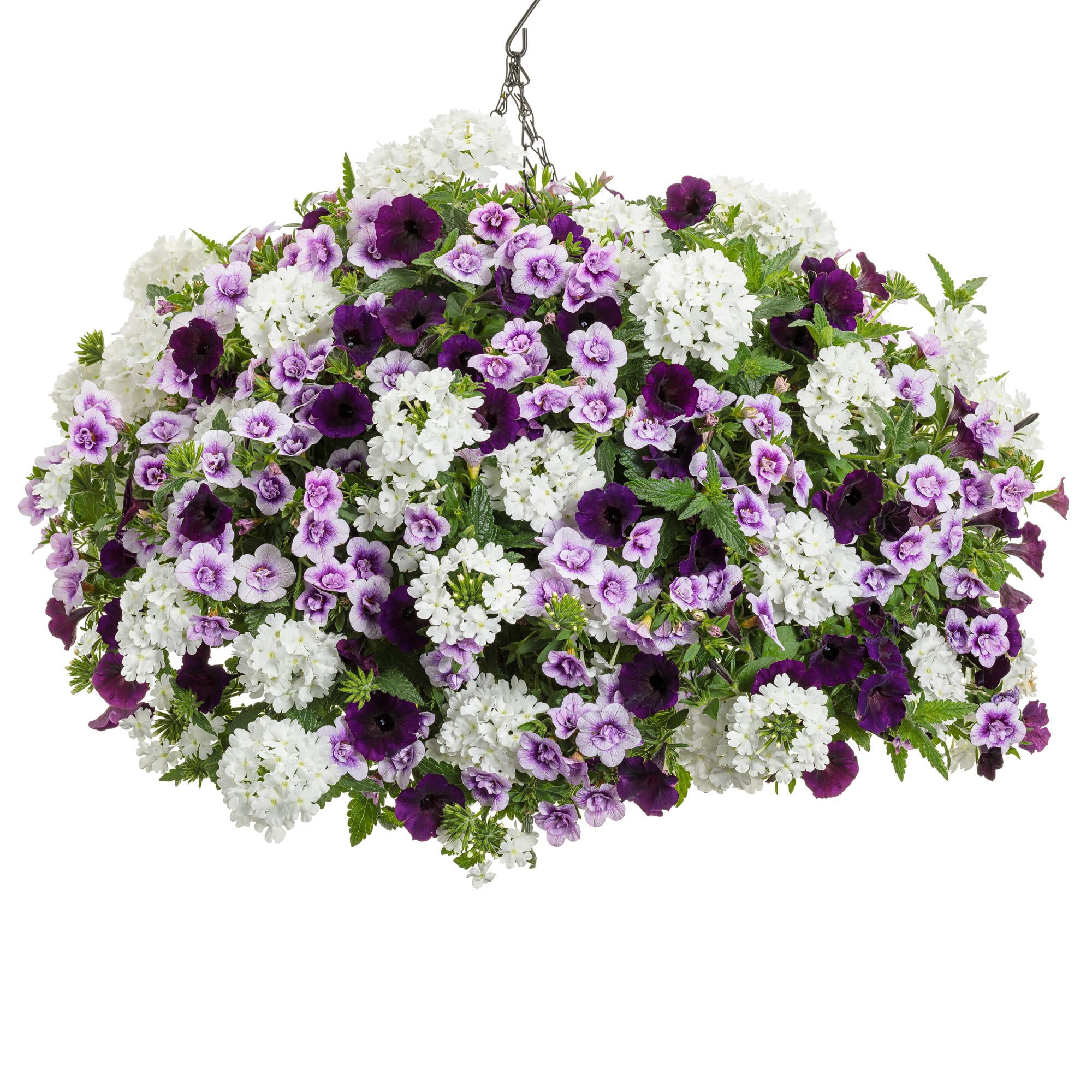 Proven Winners 4" Purple Superbells Double Twilight Calibrachoa Live Plant in 4.25" Pot (4 Count)