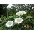 thumbnail image 4 of 50 MOONFLOWER MORNING GLORY White Moon Flower Ipomoea Alba Flower Vine Seeds, 4 of 10