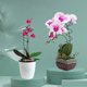 thumbnail image 4 of juego de soporte para flores en espiral para macetas de jardín, 4 of 6