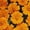 Orange, variant on French Marigold Flower Garden Seeds - Disco Series - Mix - 1000 Seeds - Annual Flower Gardening Seeds - Tagetes patula