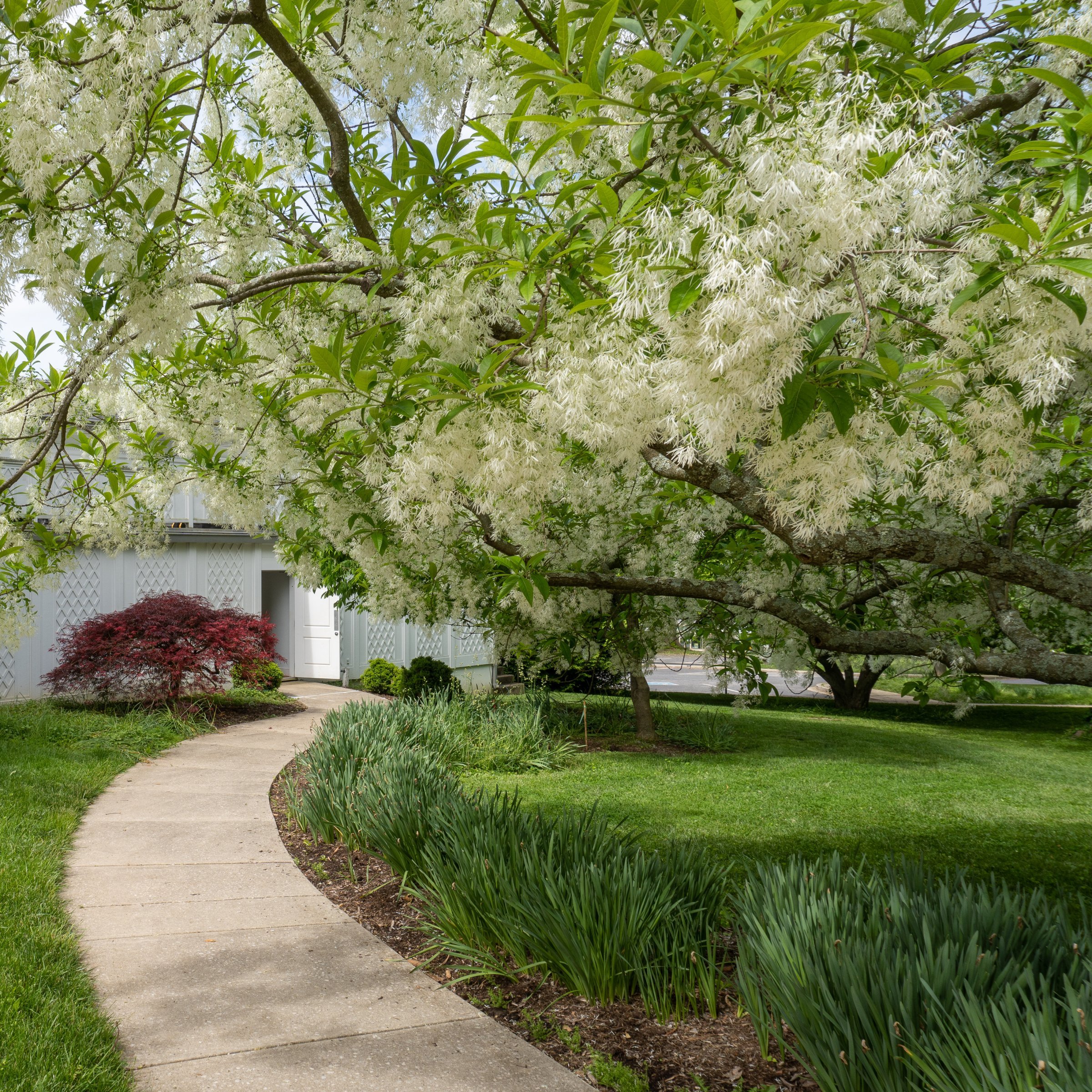 National Plant Network 1 gal. White Fringe Tree