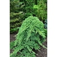thumbnail image 4 of Dwarf Japanese Garden Juniper  2 Live Gallon Size Plants  Juniperus Procumbens Nana  Drought Tolerant Evergreen Groundcover  Great for Bonsai, 4 of 9