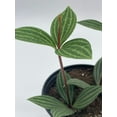 thumbnail image 4 of Peperomia Puteolata, 4 inch, Stilt Peperomia, Parallel Peperomia, 4 of 9