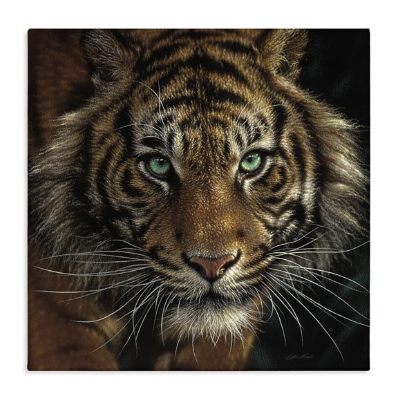 Stupell Industries Traditional Fierce Wild Tiger Crouching Green Eyes Detailed Portrait Canvas Art, 17 x 17, by Collin Bogle