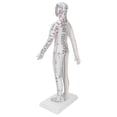 thumbnail image 1 of Acupuncture Model, Acupuncture Meridians Model High-definition Lettering White  For Teaching For  School For Classroom For School, 1 of 8