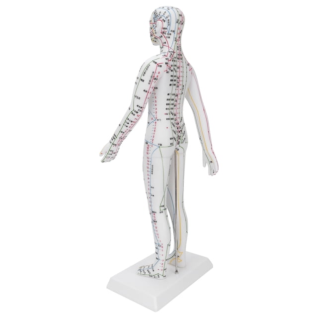 Acupuncture Model, Acupuncture Meridians Model High-definition Lettering White For Teaching For School For Classroom For School